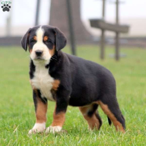 Nicky, Greater Swiss Mountain Dog Puppy