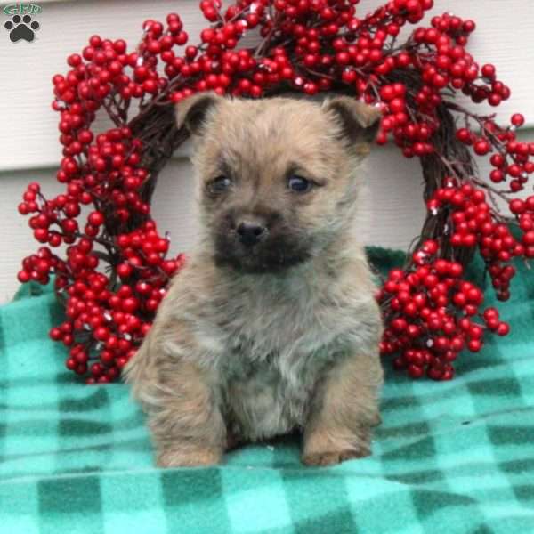 Nile, Cairn Terrier Puppy