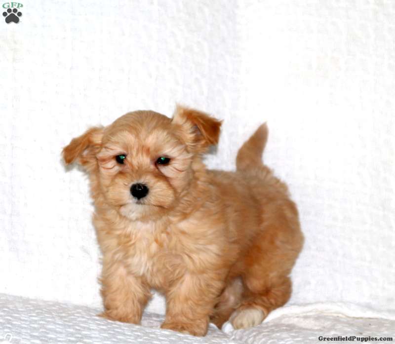 Noel Havanese Puppy For Sale In Pennsylvania   Noel F1 1 