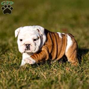 Greenfield english hot sale bulldog puppies