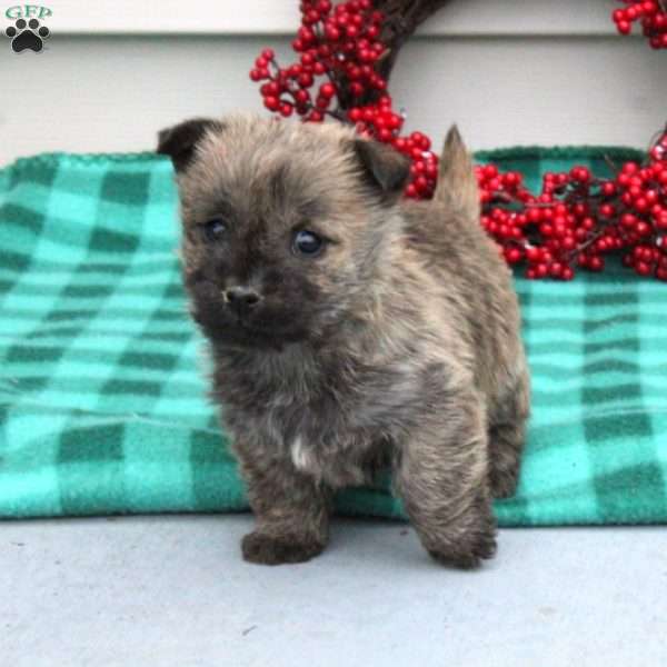 Noelle, Cairn Terrier Puppy