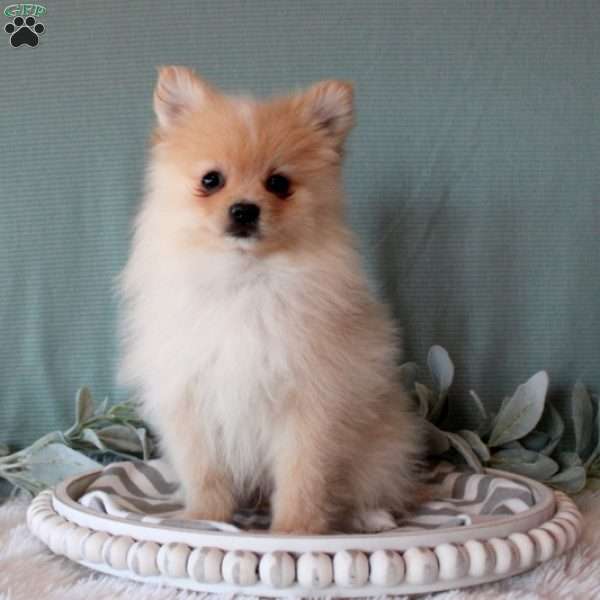 Nolan, Pomeranian Puppy