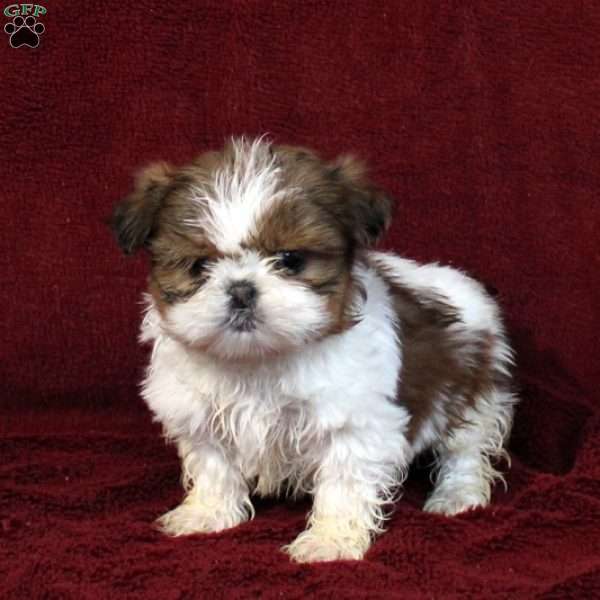 Nolan, Shih Tzu Puppy