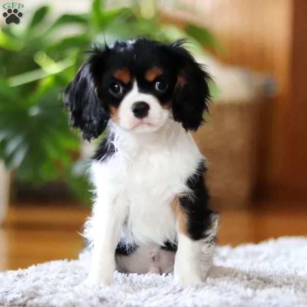 Otto, Cavalier King Charles Spaniel Puppy