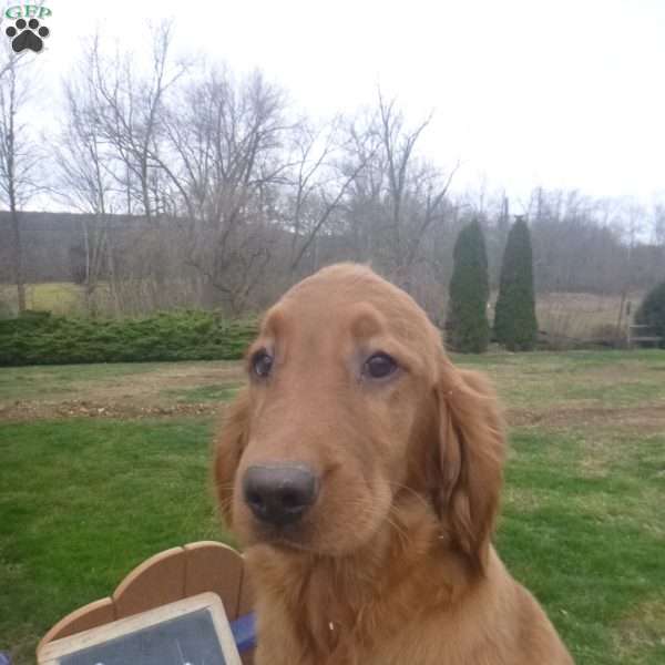 Paige, Golden Irish Puppy