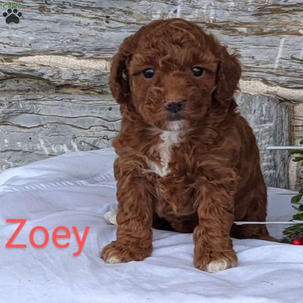 Zoey, Toy Poodle Puppy