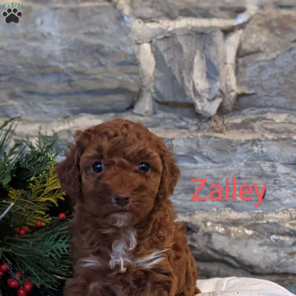 Zailey, Toy Poodle Puppy