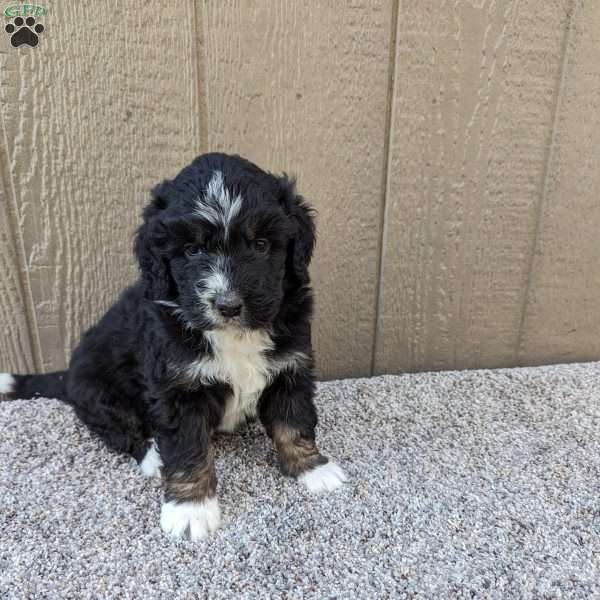 Abby, Bernedoodle Puppy