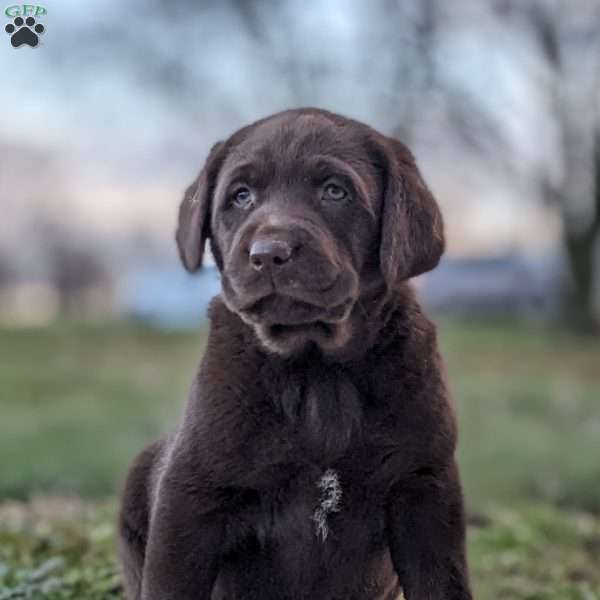 Zeus, Chocolate Labrador Retriever Puppy