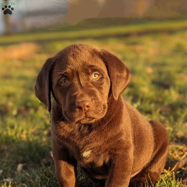Finn, Chocolate Labrador Retriever Puppy