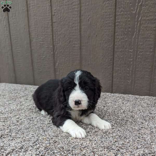 Marshall, Bernedoodle Puppy