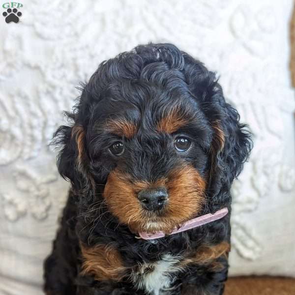 Sophia, Mini Labradoodle Puppy