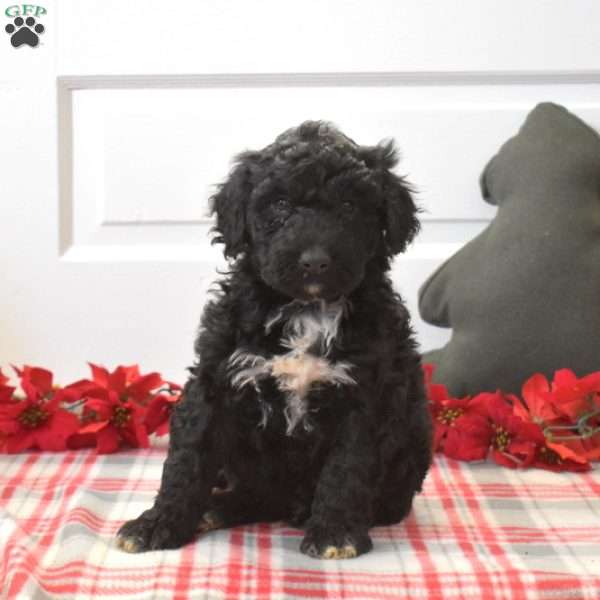 Patches, Portuguese Water Dog Puppy
