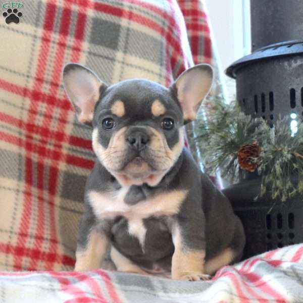 Patches, French Bulldog Puppy