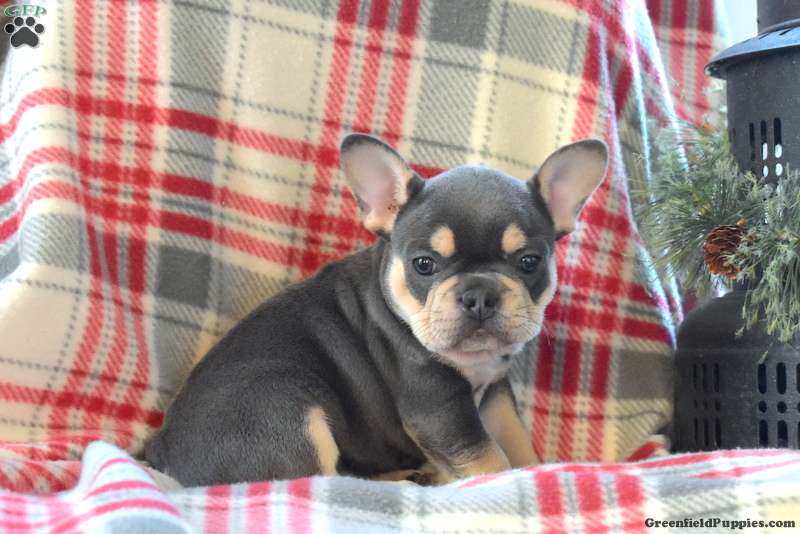 Patches French Bulldog Puppy For Sale in Pennsylvania