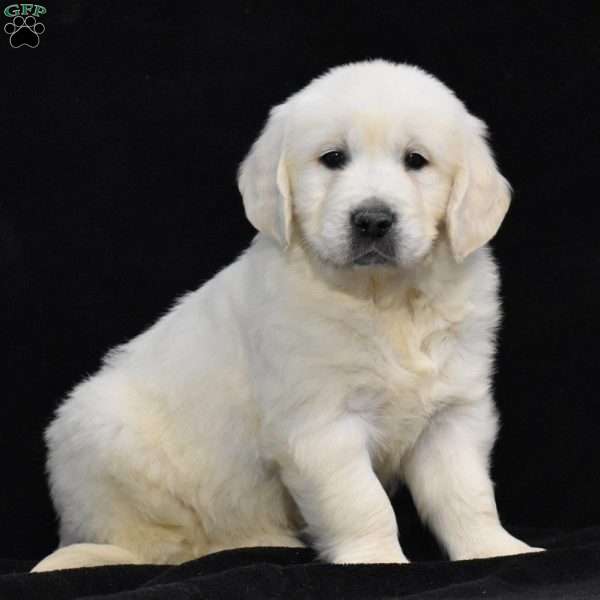 Paxton English Cream Golden Retriever Puppy For Sale in Pennsylvania