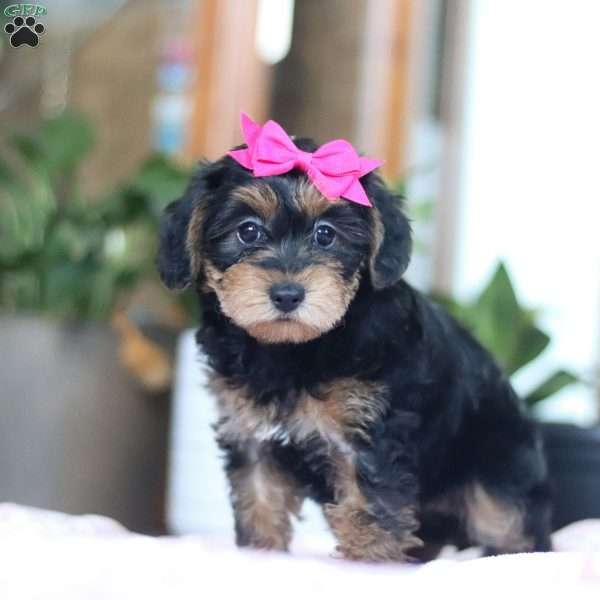 Peace, Yorkie Poo Puppy