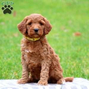 Goldendoodle Puppies For Sale | Greenfield Puppies