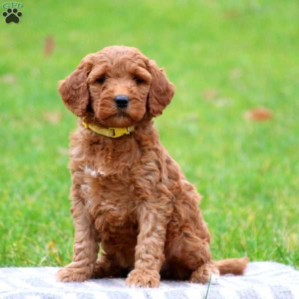 Peace, Goldendoodle Puppy