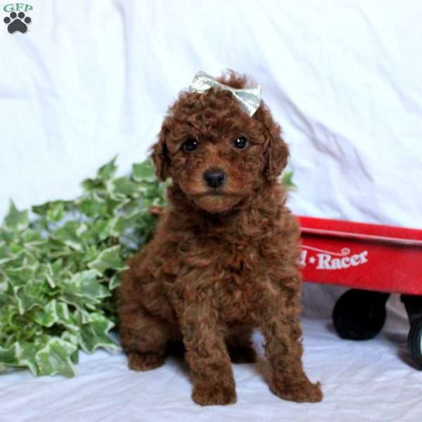 Pearl, Toy Poodle Puppy
