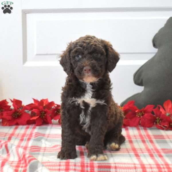 Pebbles, Portuguese Water Dog Puppy
