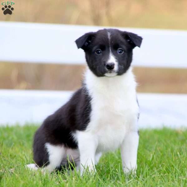 Penny, Border Collie Puppy
