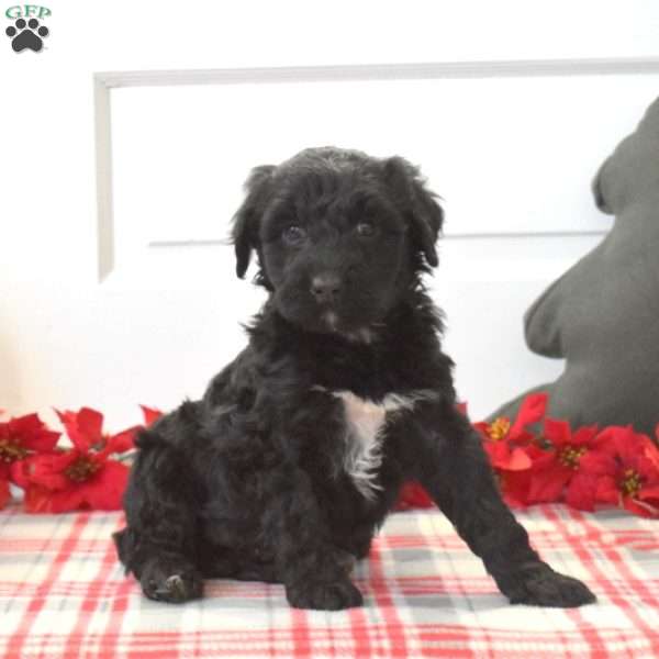 Peppermint, Portuguese Water Dog Puppy