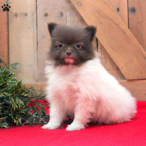 Peppermint, Pomeranian Puppy