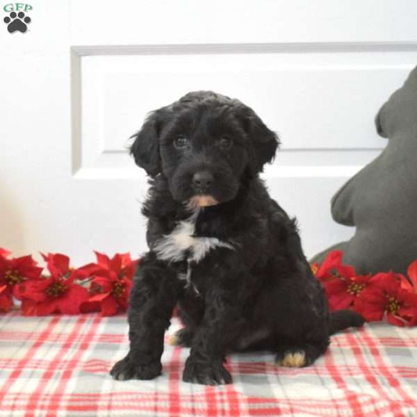 Percy, Portuguese Water Dog Puppy