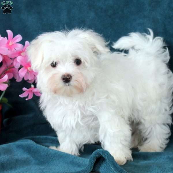 Percy, Maltese Puppy