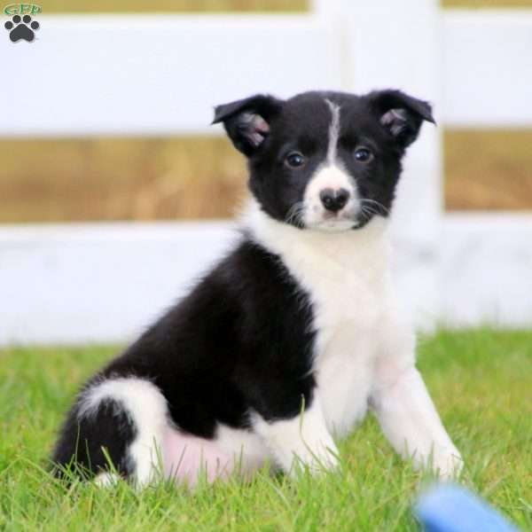 Perry, Border Collie Puppy