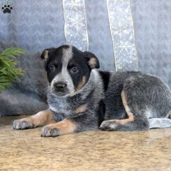 Philip, Blue Heeler – Australian Cattle Dog Puppy