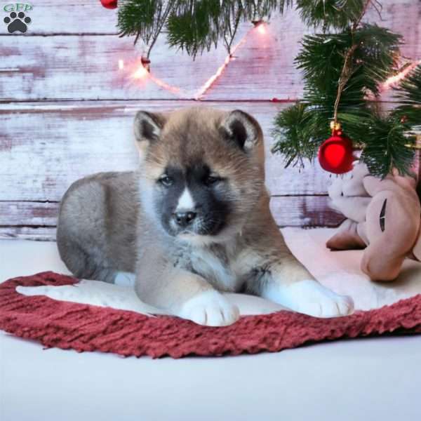 Sam, Akita Puppy