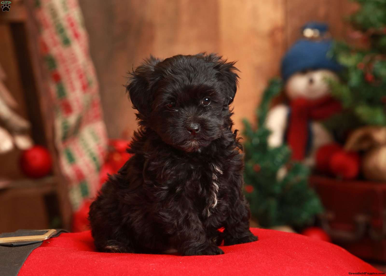 Jane - Shih Tzu Mix Puppy For Sale in Pennsylvania