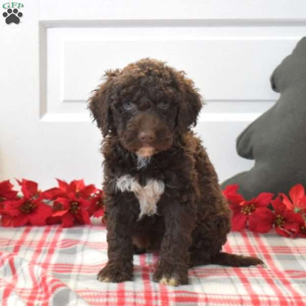 Pip, Portuguese Water Dog Puppy