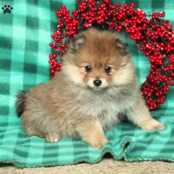 Piper, Pomeranian Puppy