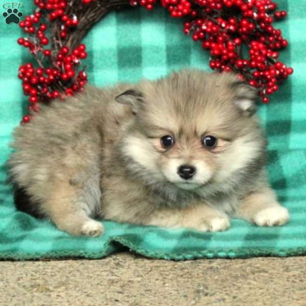 Pippa, Pomeranian Puppy