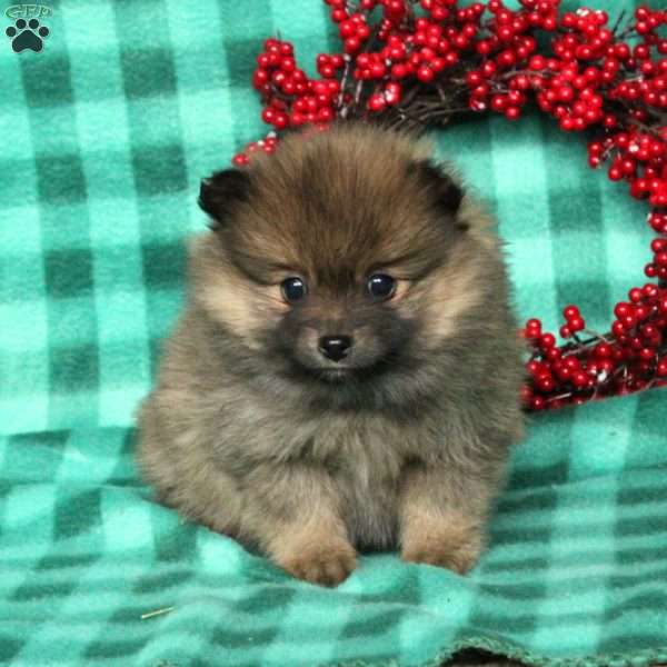 Pippin, Pomeranian Puppy