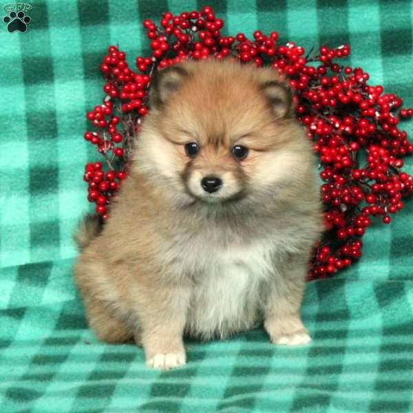 Poppy, Pomeranian Puppy