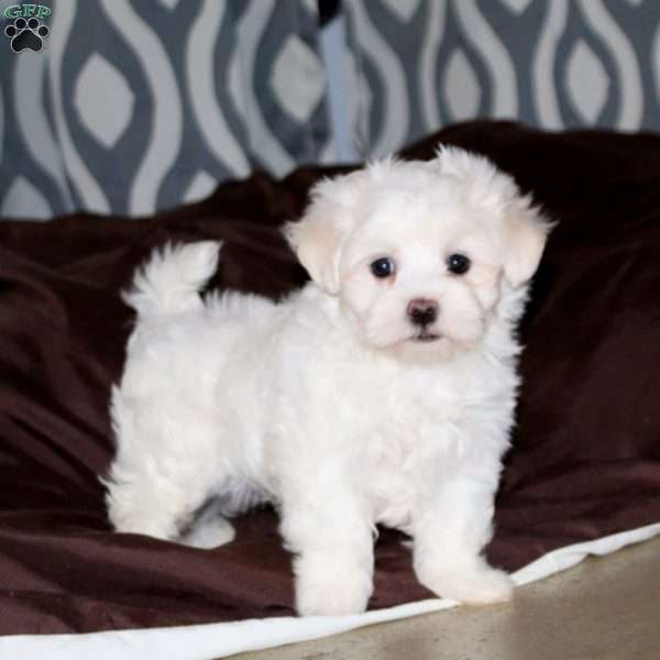 Cody, Maltese Puppy