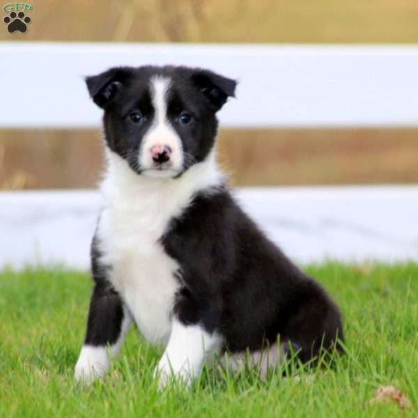 Presley, Border Collie Puppy