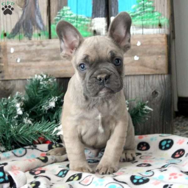 Preston, French Bulldog Puppy