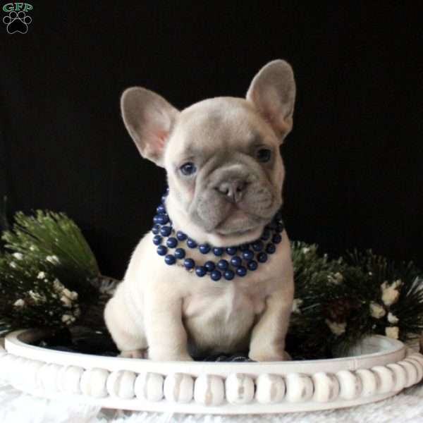 Pure Bliss, French Bulldog Puppy