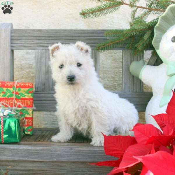 Quentin, West Highland Terrier Puppy
