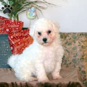 Bichon Frise Puppies For Sale - Greenfield Puppies