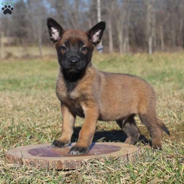 Ranger, Belgian Malinois Puppy