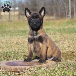 Belgian malyn wall deals puppies for sale