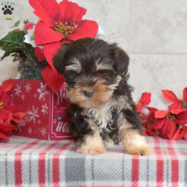 Reese, Miniature Schnauzer Puppy
