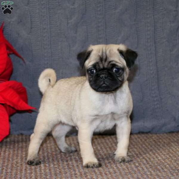 Reese, Pug Puppy