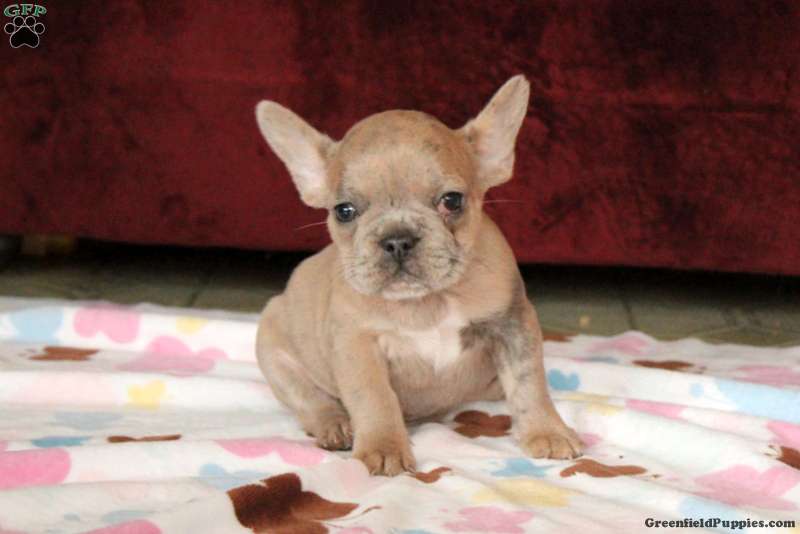 Remy - French Bulldog Puppy For Sale in Pennsylvania